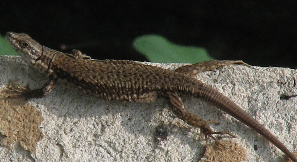 Podarcis muralis?